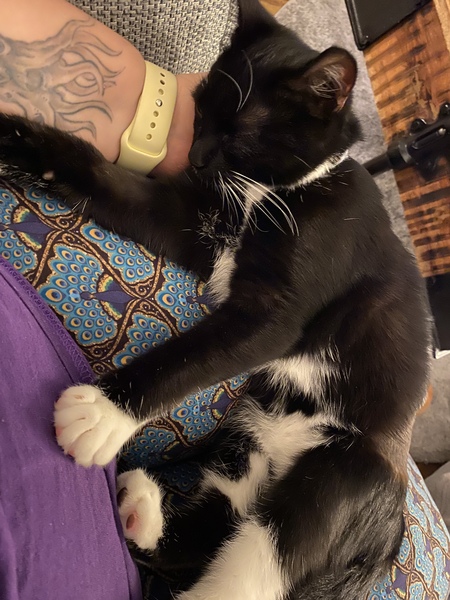 Help!  I'm trapped under a cat