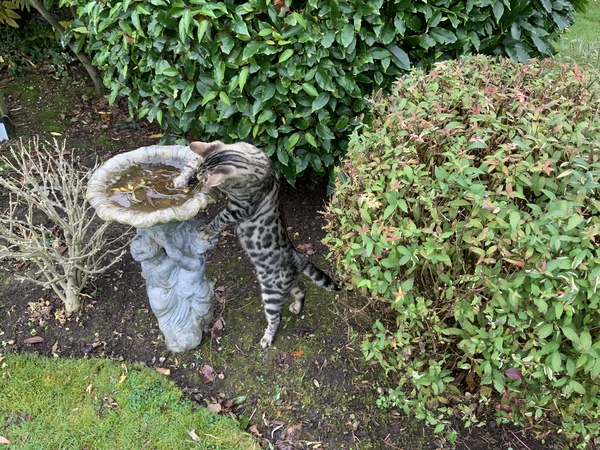 Bengal biting - where’s the ‘off’ button
