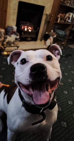 Staffys - tell me honestly, do they deserve such a bad rep