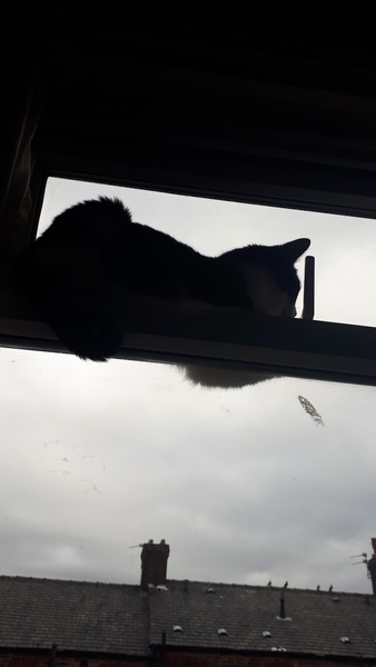 Do your cats sleep in your bedroom?