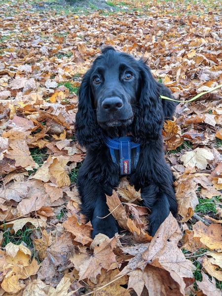 Puppy survival thread. Nov. Read this and buy a hamster instead