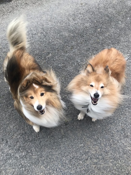 Which dog stops you in your tracks?
