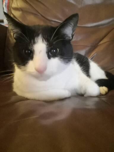 To wonder what your cat/s is called