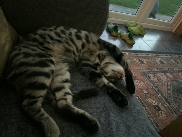 Bengal biting - where’s the ‘off’ button
