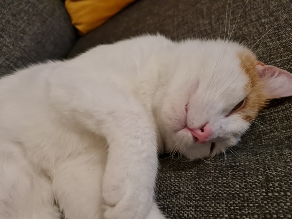 To wonder what your cat/s is called