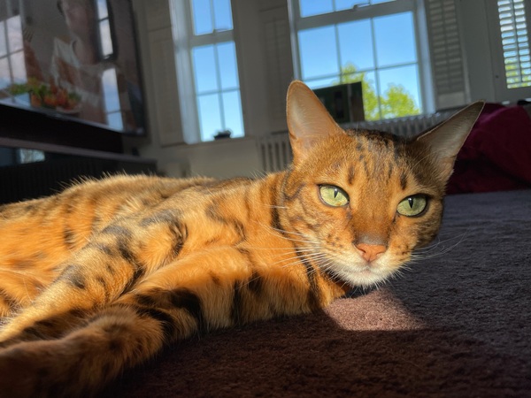 Bengal biting - where’s the ‘off’ button