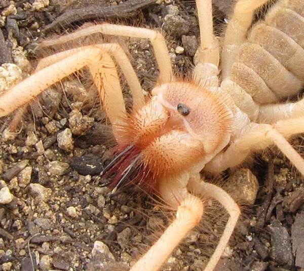To think this should be illegal? (Picture of spider included)