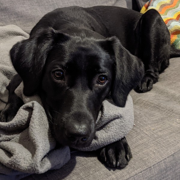 Puppy survival thread. Oct/Nov fireworks!