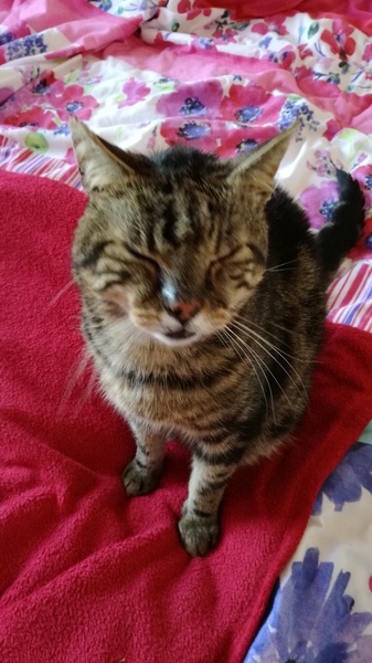 Tabby or some other mix? Kitten Pics!