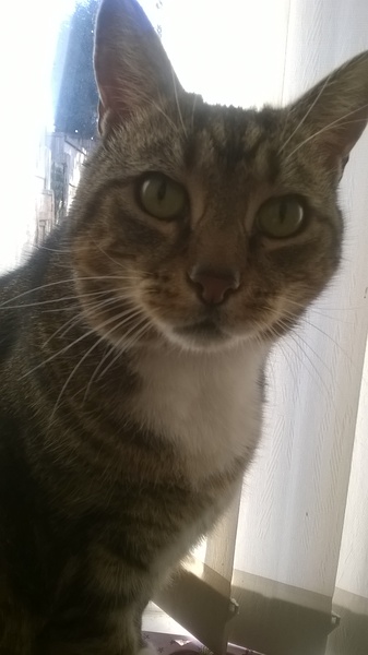 Chez Ollie - Free head boops for everyone