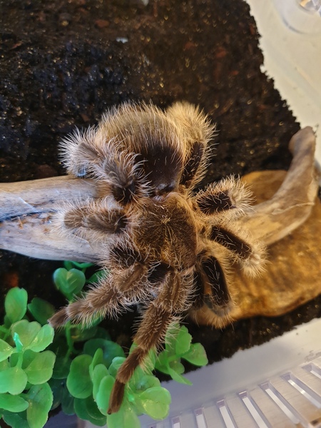 I'm a tarantula AMA (selfie included)