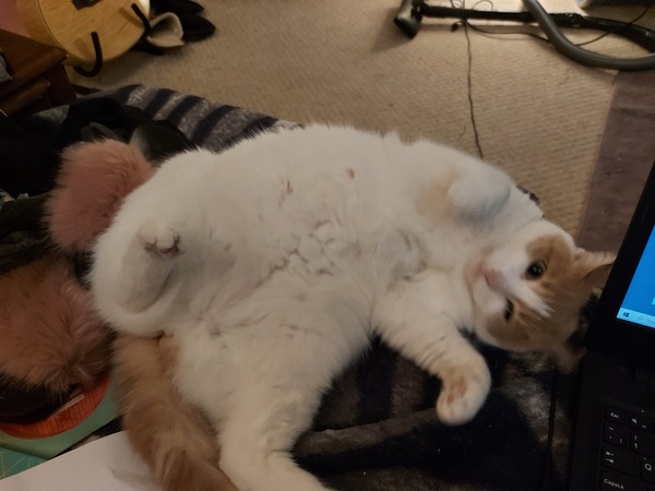To wonder what your cat/s is called