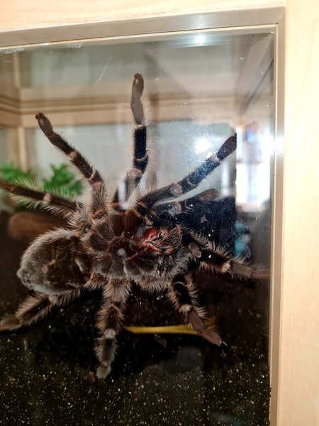 I'm a tarantula AMA (selfie included)
