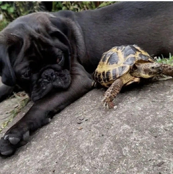 Small dog with golden retriever personality