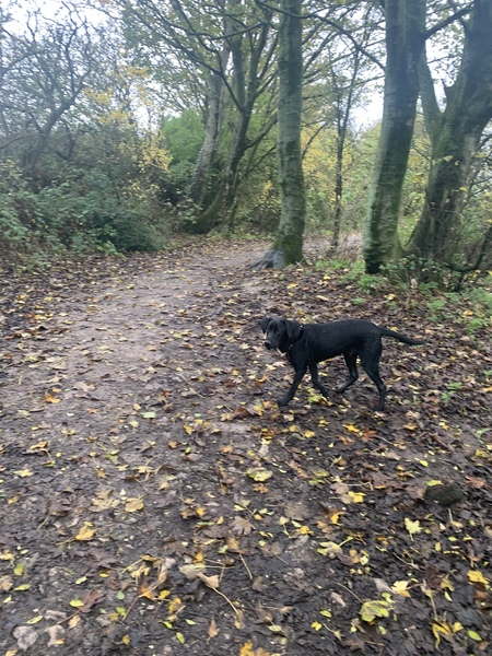 Can you suggest a breed for us?