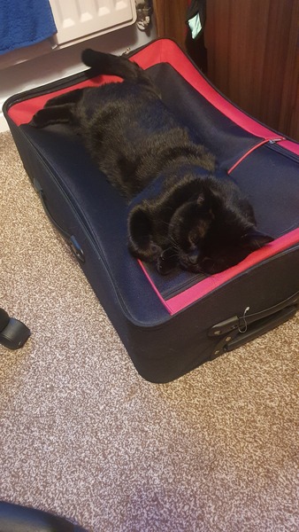 Rescue cat refusing all comforts