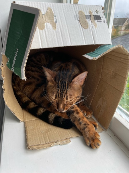 Rescue cat refusing all comforts