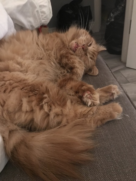 Chez Ollie - Free head boops for everyone