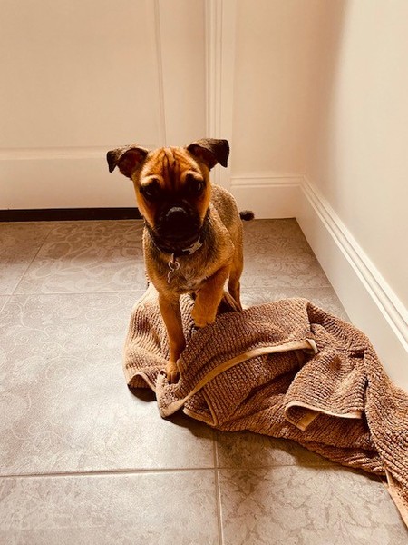Puppy survival thread. Oct/Nov fireworks!