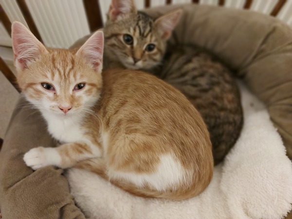 Travel with kittens