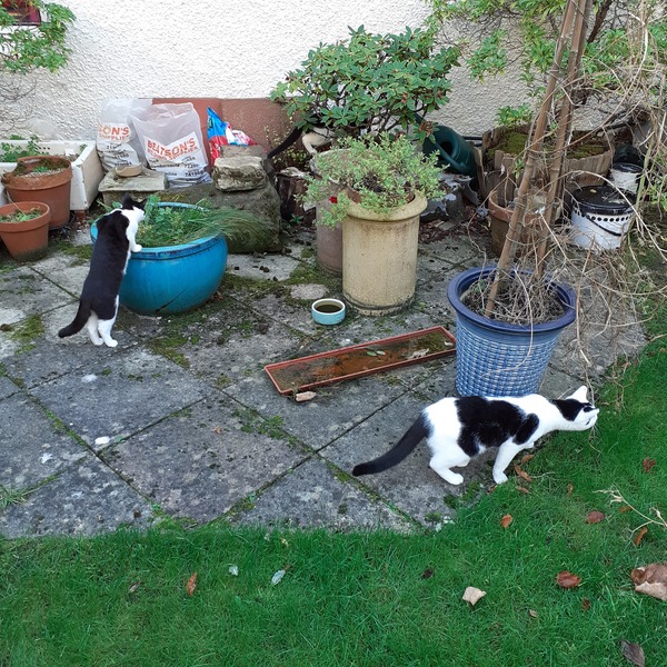 Releasing kittens into the great outdoors
