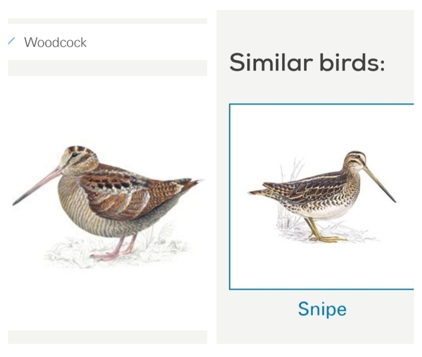 Bird identification?