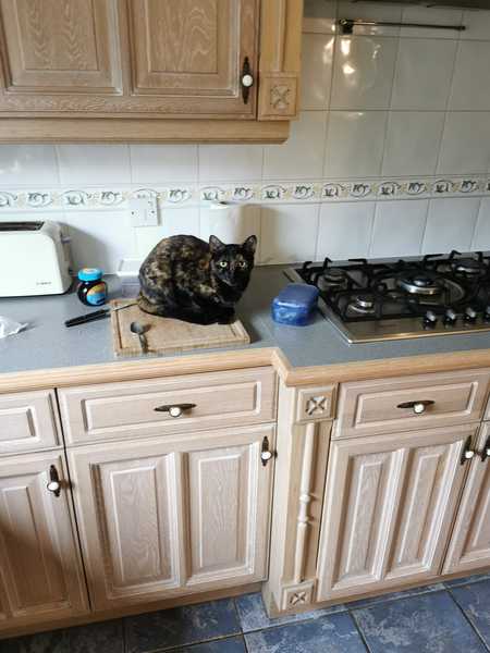 How do you keep you cats off the kitchen worktops?