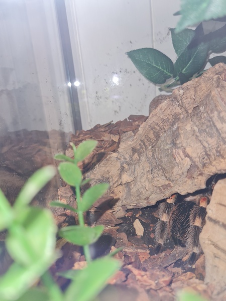 I'm a tarantula AMA (selfie included)