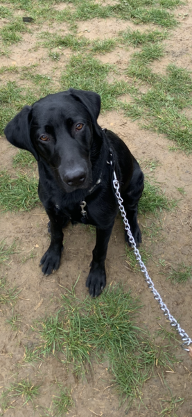 Puppy survival thread. Oct/Nov fireworks!