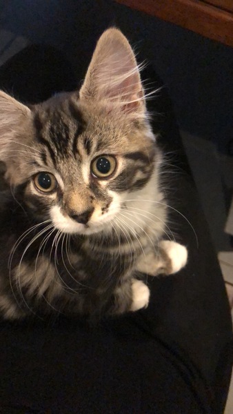 To wonder what your cat/s is called
