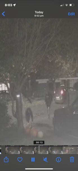 Someone stole my pumpkins out of my garden. Is this illegal?