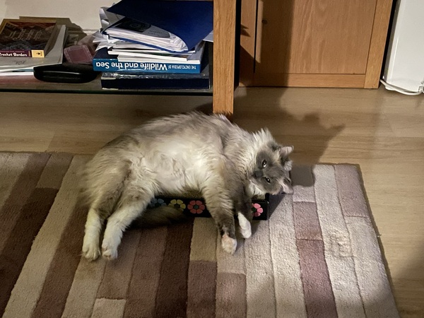 Do your cats sleep in your bedroom?