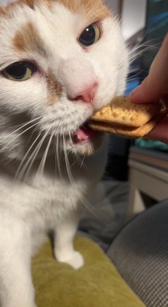 Possibly her favourite treat ....