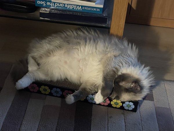 What's your DCat up to today? (Thread 9)