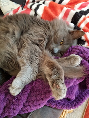 Chez Ollie - "Give me your tired, your paw, your purring masses..." - All welcome