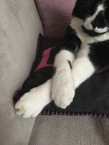 To wonder what your cat/s is called