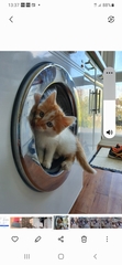 New Kitten