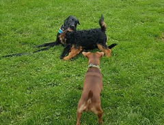 Puppy survival thread. Oct/Nov fireworks!