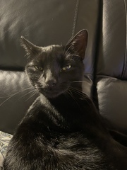To wonder what your cat/s is called