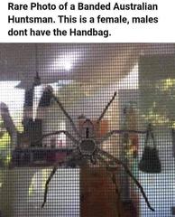 To think this should be illegal? (Picture of spider included)