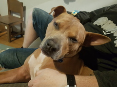 Staffys - tell me honestly, do they deserve such a bad rep
