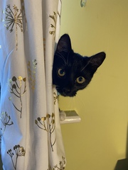 To wonder what your cat/s is called