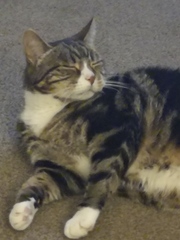 To wonder what your cat/s is called