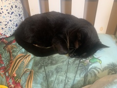 Do your cats sleep in your bedroom?