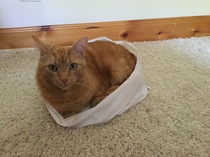 Rescue cat refusing all comforts