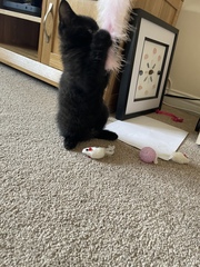 To wonder what your cat/s is called