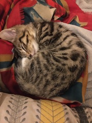 Tabby or some other mix? Kitten Pics!