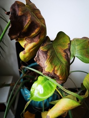 Help with my awful monstera plant!