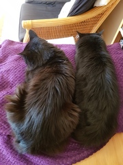 Chez Ollie - "Give me your tired, your paw, your purring masses..." - All welcome