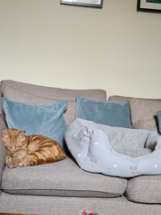 Rescue cat refusing all comforts